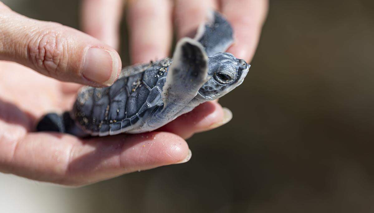 Sarah Rhodes-Ondi, coordinadora de gestión comunitaria de Sea Turtle Conservancy en el Santuario de Barrier Island, sostiene una cría de tortuga verde que encontró mientras inspeccionaba la costa el miércoles 15 de octubre de 2025 en Melbourne Beach, Florida. (Foto tomada con el permiso MTP-25009 de la FWC)