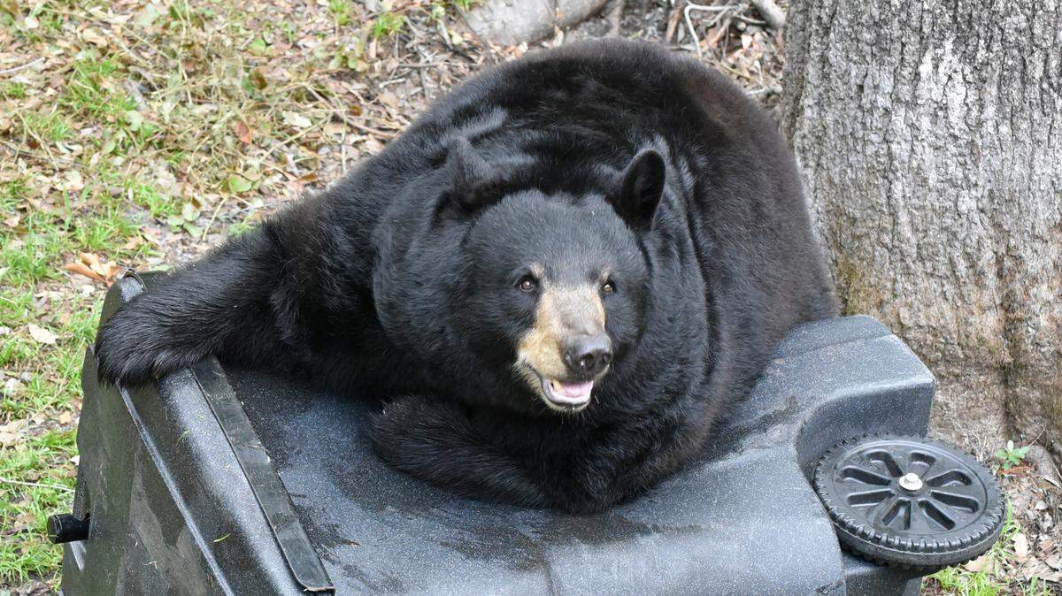 Florida black bear