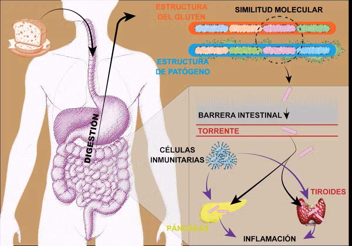 Representación del mimetismo molecular en las enfermedades autoinmunes.