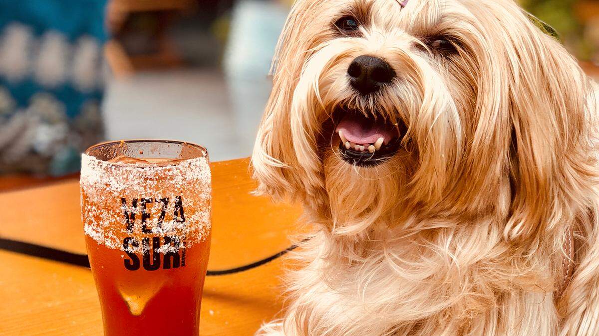 Para celebrar este día festivo nacional, la popular cervecería de inspiración latina Wynwood Veza Sur Brewing Co. ha preparado un evento de adopción de cachorros el mismo sábado 23 de marzo, de 1 a 5 p.m., junto con el hotel para perros D.O.G. y el Servicio de Animales de Miami (Miami Animal Services).