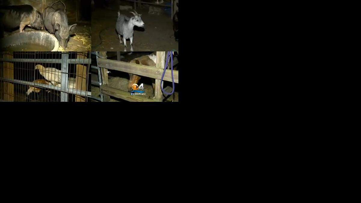 Los animales rescatados, entre estos ponis, cabras y cerdos, se encontraban en establos y presentaban un avanzado estado de desnutrición y sin agua para beber.