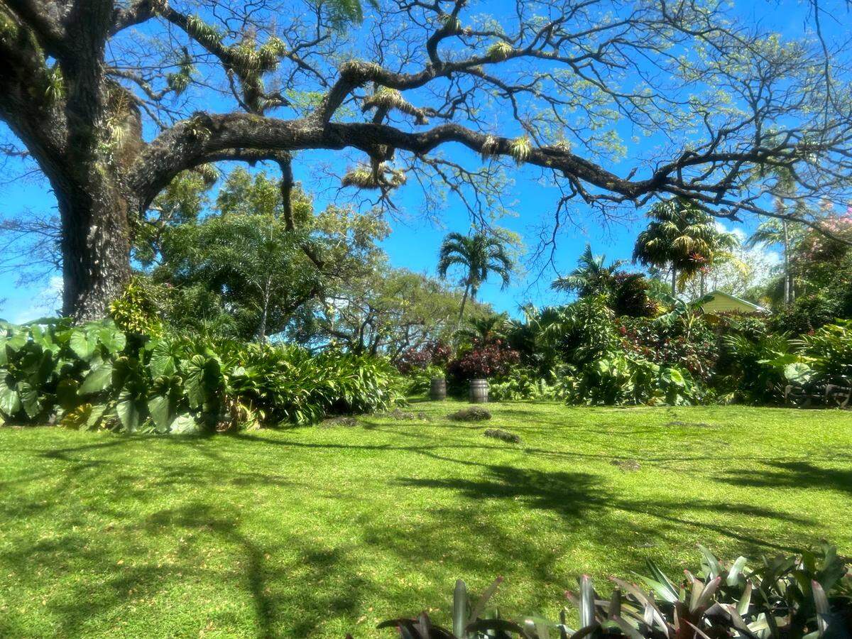 La frondosa vegetación tropical de St. Kitts y otras islas es uno de los aspectos más hermosos del paisaje del Caribe Oriental.
