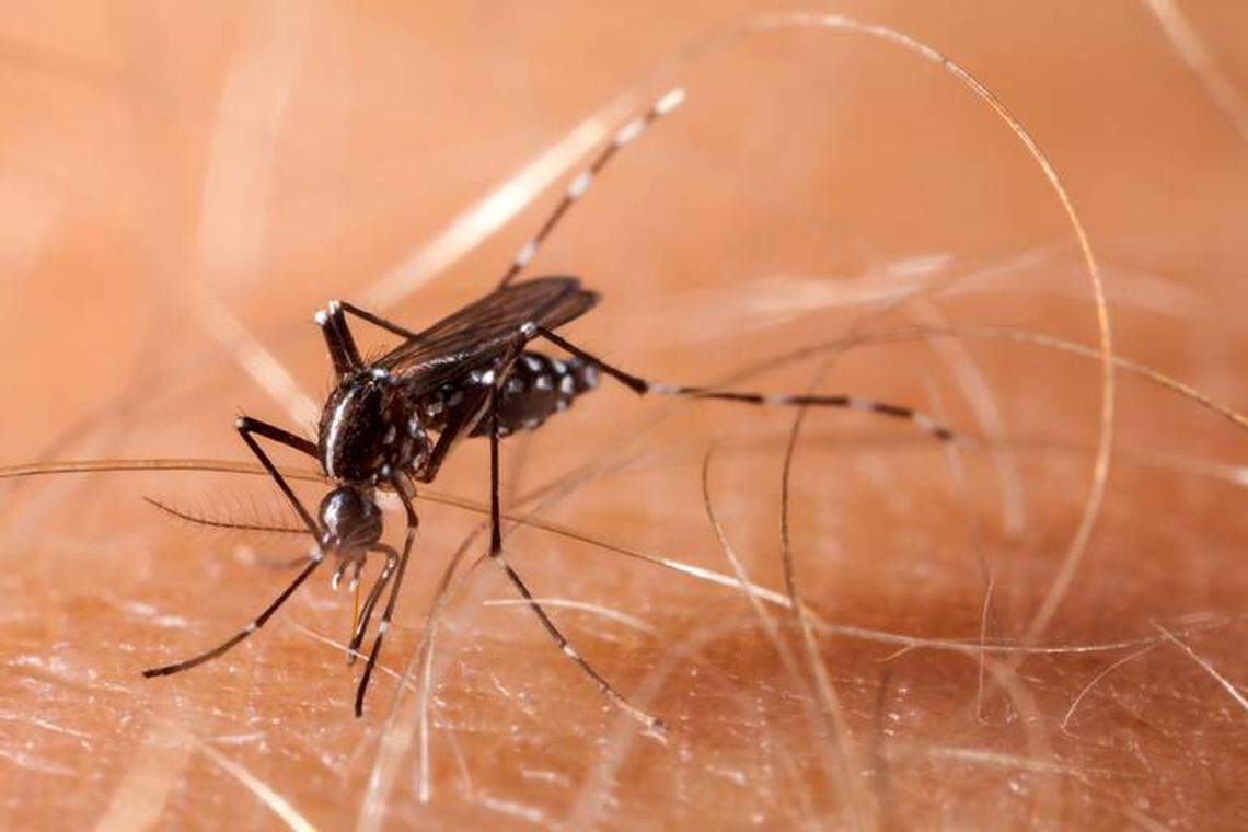 Florida health authorities Monday issued a mosquito-borne illness advisory in Miami-Dade after confirming the county’s first locally transmitted case of dengue this year.