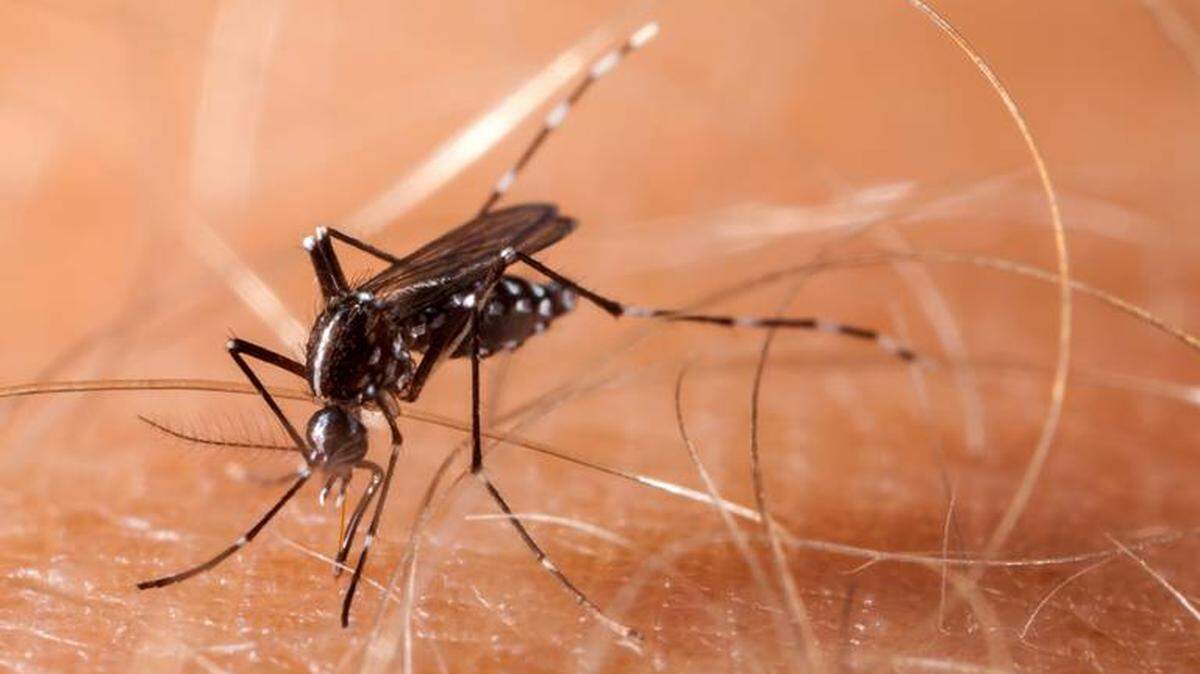 El dengue es un virus que se transmite a través de las picaduras del mosquito Aedes.