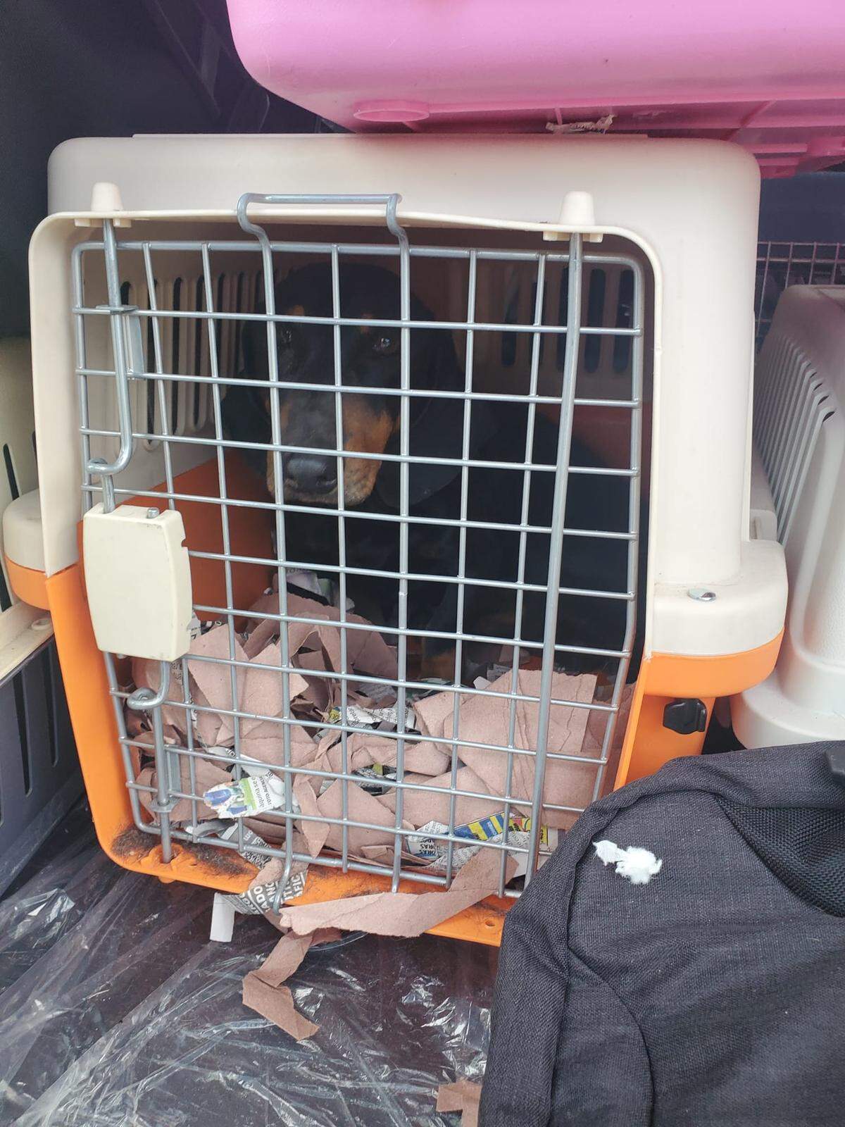Alex viajó en un guacal a través de México.
