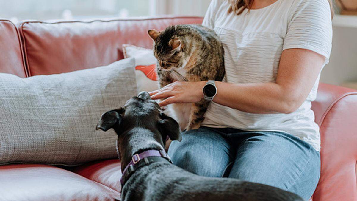 Latin woman interacting with her dog and cat at home