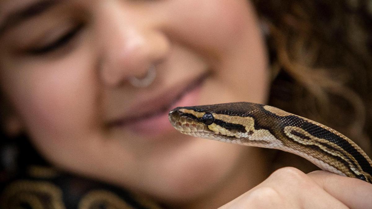 Yanelis Velázquez, estudiante de último año de Hialeah Gardens High School, muestra su Ball Python durante un evento en Hialeah Gardens High School para promover la salud mental. Hialeah Gardens, Florida - 30 de mayo de 2023 -
