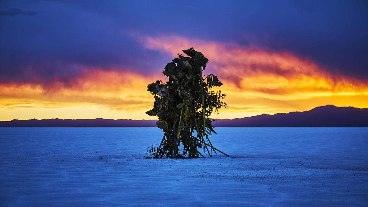 Proyecto ‘In Bloom’ de Makoto Azuma. Salinas Grandes, Jujuy.