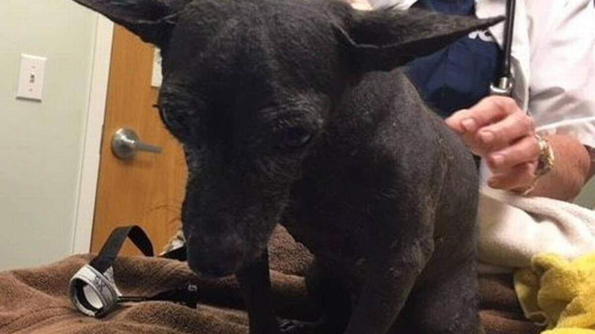 El pequeño perro chihuahua, de 12 libras, había sido encontrado atado a una cerca, sin agua ni comida. 