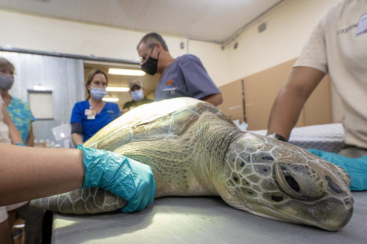 Florida alberga una de las mayores agrupaciones de nidos de tortuga verde en el Atlántico occidental.