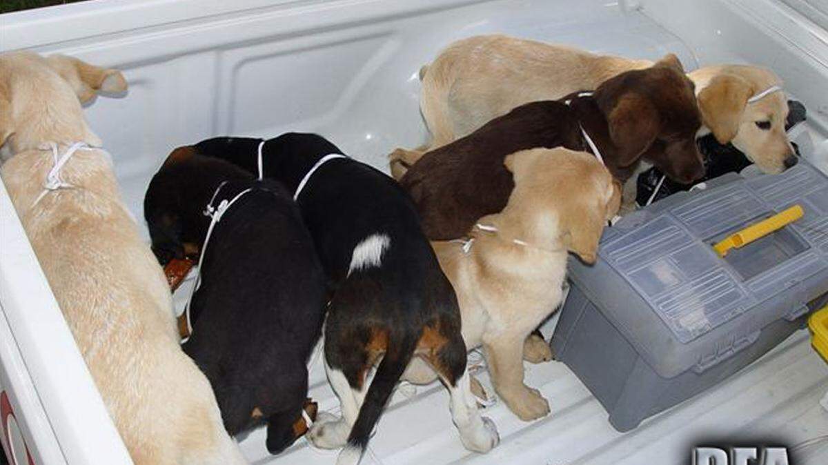 Seis de diez cachorros usado por narcotraficantes colombianos para transportar drogas.