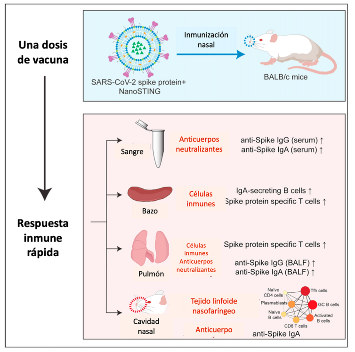 Figura 2 - Funcionamiento de la vacuna nasal contra SARS-CoV-2 que se está desarrollando en la Universidad de Houston, Texas (EEUU). Adaptada por Matilde Cañelles en base al artículo correspondiente.