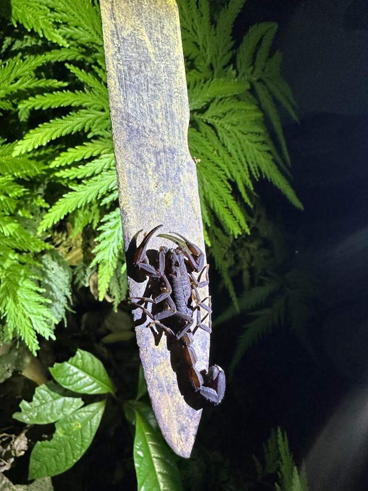 Escorpión en la selva amazónica.
