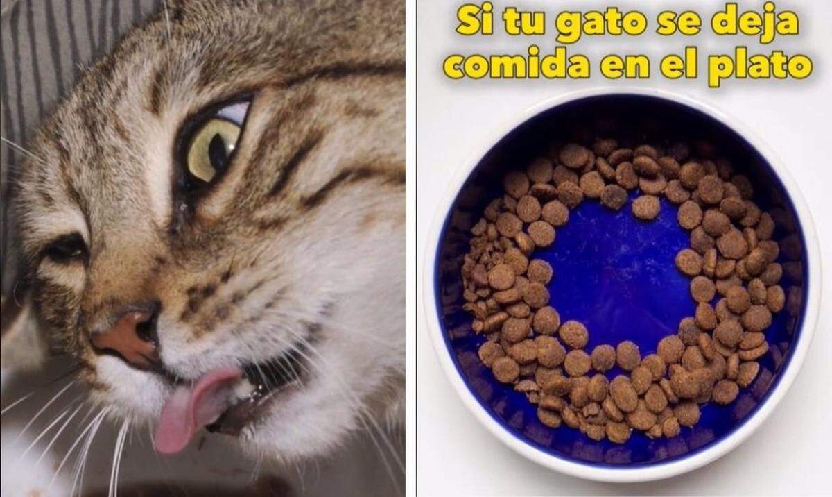 11/03/2025 Si tu gato deja comida en forma de donut, este es el mensaje “importante” que te está enviando, según un veterinario. Las mascotas suelen transmitir mensajes importantes a través de comportamientos que pasan desapercibidos para muchos dueños. En el caso de los gatos, acciones cotidianas, como la forma en que comen, pueden revelar detalles esenciales sobre su salud o bienestar. SOCIEDAD TIKTOK @MASCOTASYFAMILIASFELICES