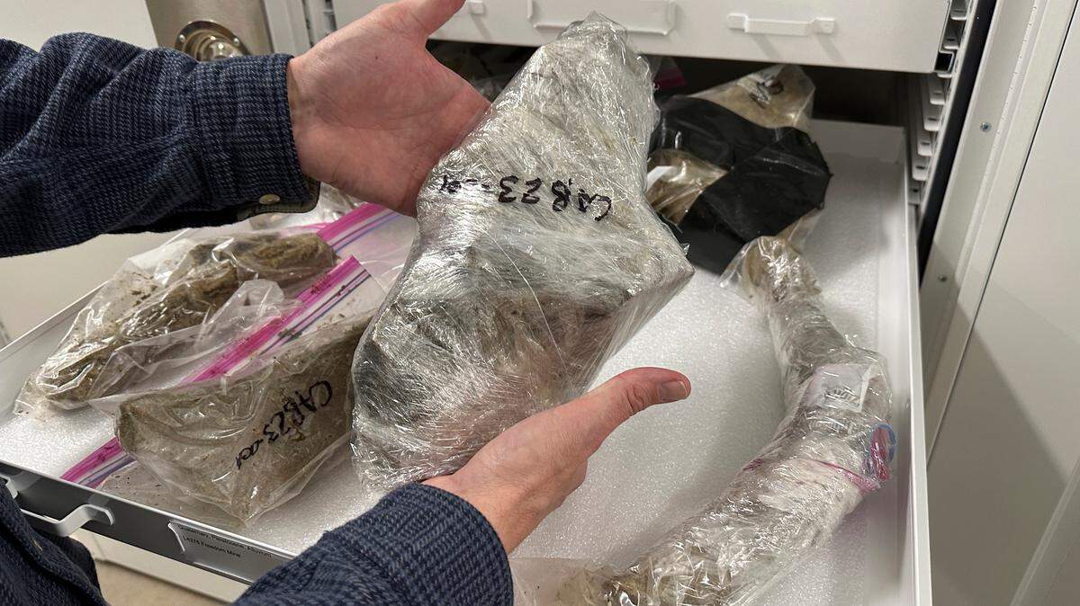 Jeff Person, un paleontólogo de Dakota del Norte, examina huesos de mamut que han sido envueltos en plástico para preservarlos, el martes 19 de diciembre de 2023, en Bismark, Dakota del Norte.