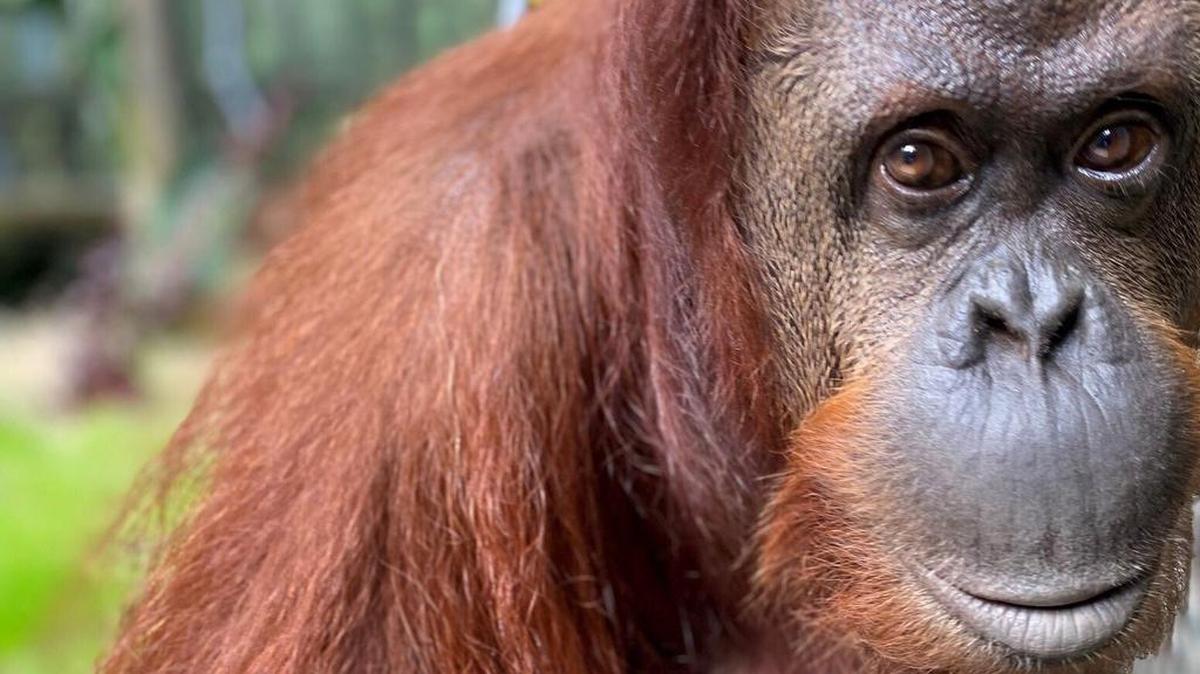 Sandra the orangutan at her new zoo home in Wauchula, Florida.