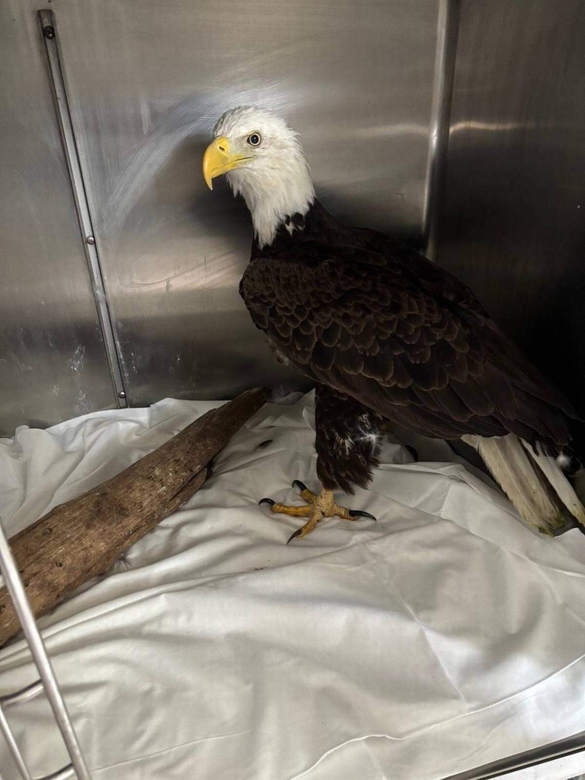 Doug Hay, de Lakewood Ranch, rescató un águila calva de un lago en su vecindario en abril de 2025. El águila necesitó cirugía para reparar un agujero en el pecho y se recupera en el Centro de Vida Silvestre del Suroeste de la Florida en Venice.