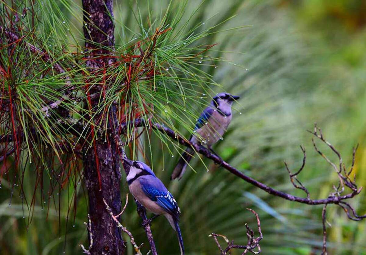 Paseo para observación de aves en Deering Estate.