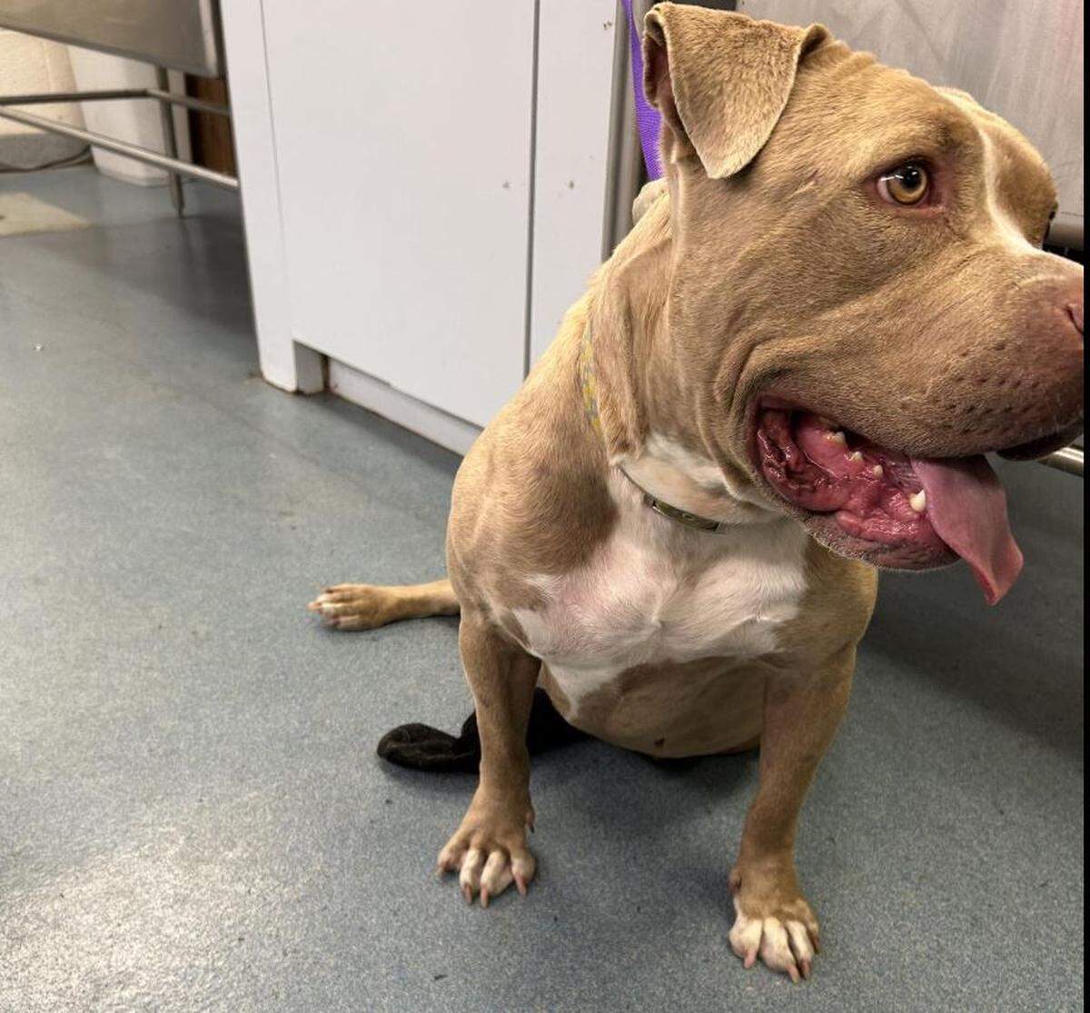 Gypsy, una perra pitbull de cuatro años de edad, fue golpeada por un hombre con un enganche de remolque metálico en el Condado Palm Beach.