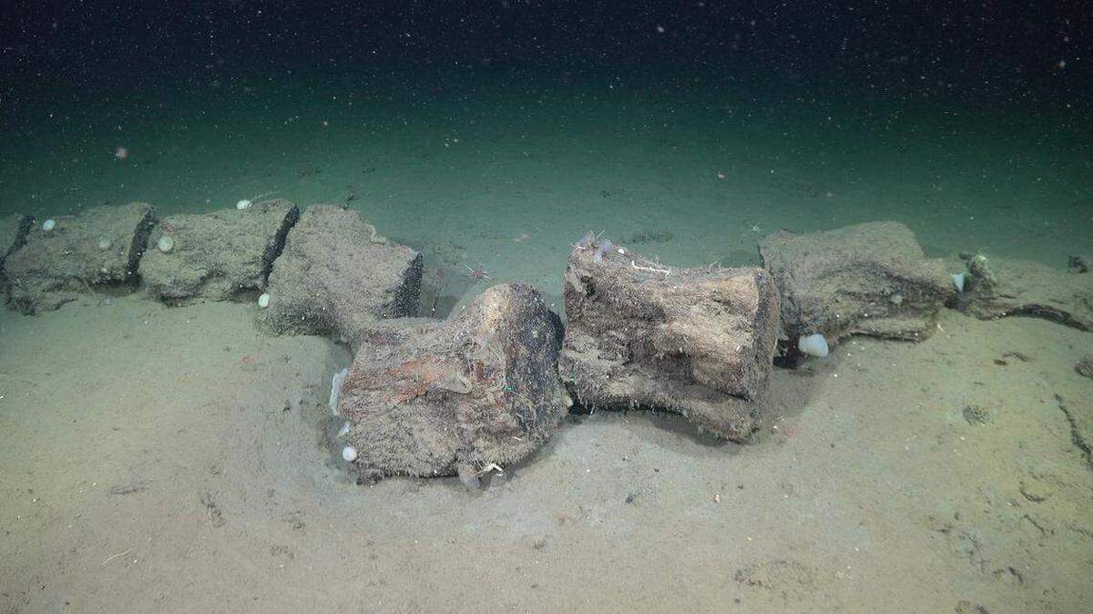 Los pilotos del ROV filmaron los restos de una ballena muerta que cayó al fondo marino, a unos 3,890 metros de profundidad, durante una inmersión en el escarpe Kilómetro Salado-Colorado en la Cuenca Argentina.
