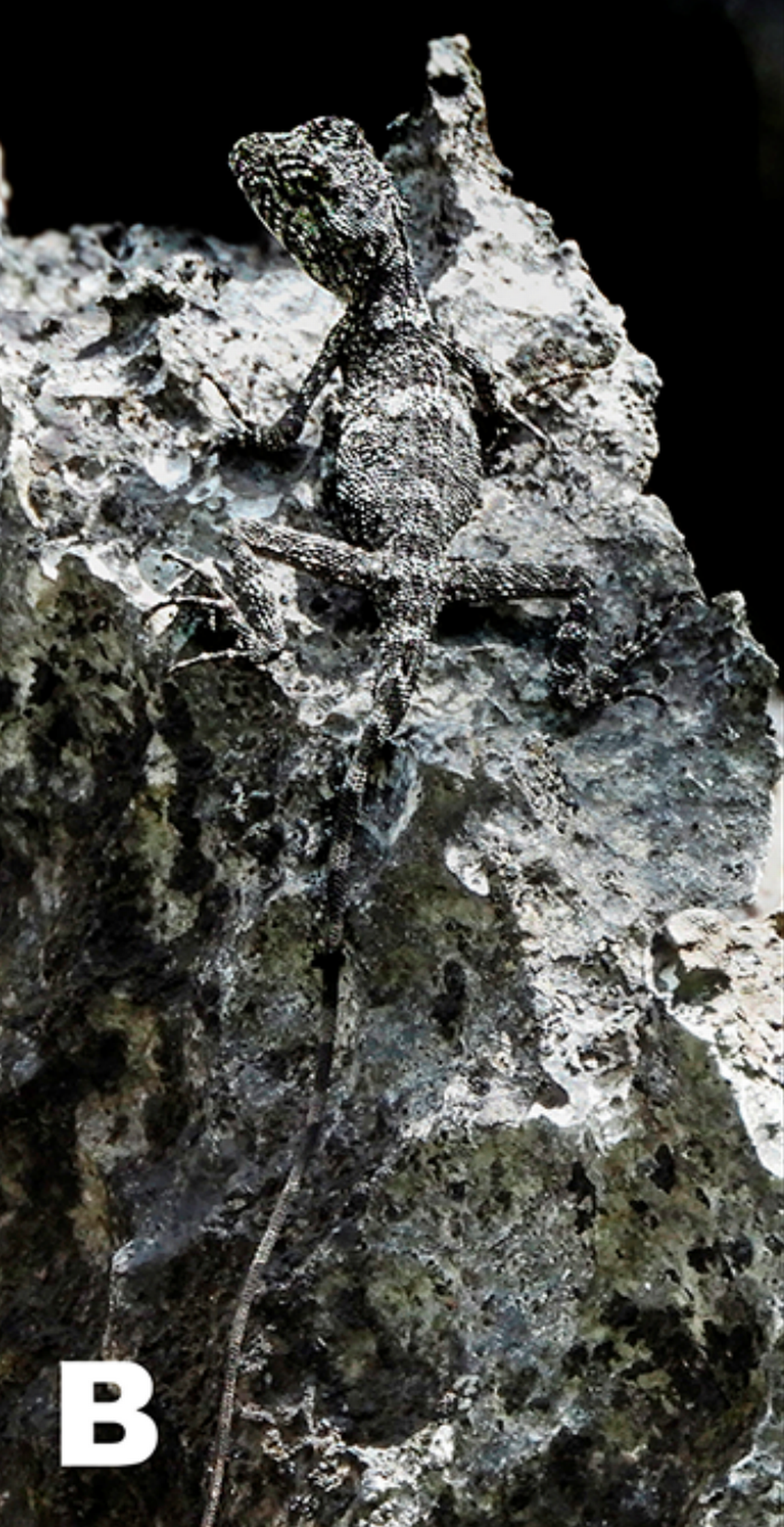 Cuando están inmóviles, los científicos dijeron que estos pequeños reptiles “se convierten casi invisibles en el mosaico de sombras y manchas que los rodean