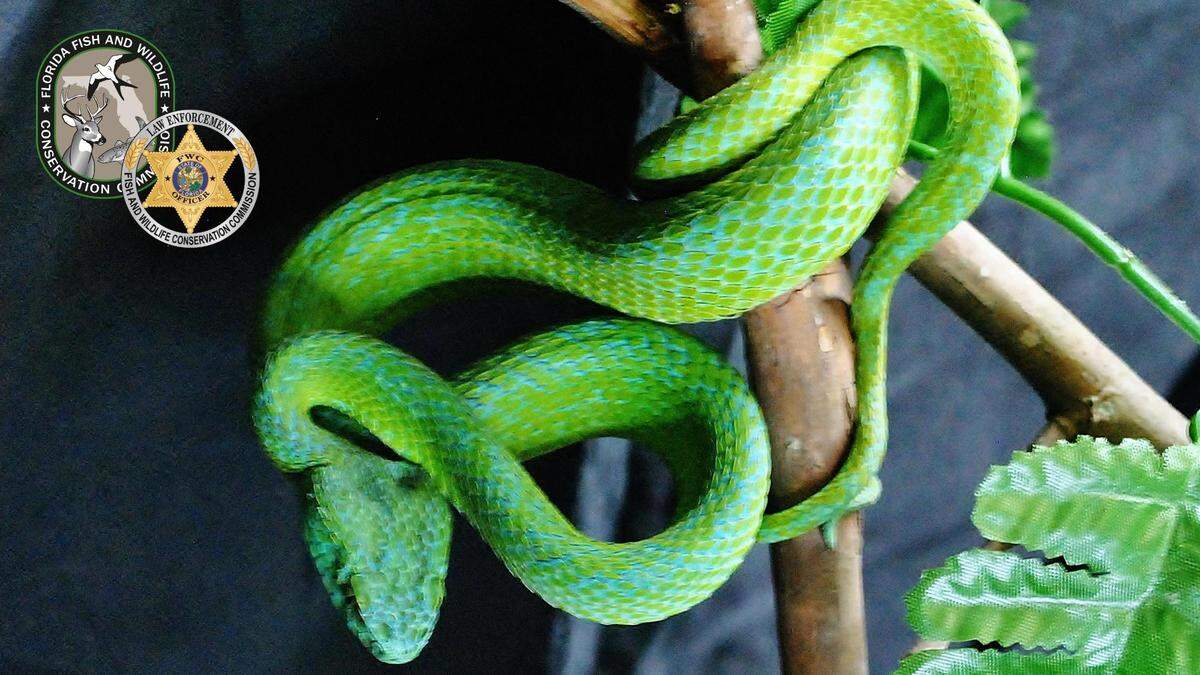 Algunas de esas especies que fueron vendidas o compradas en el mercado negro incluyen mamba verde, víbora de pestañas y varias especies de cobra escupidora.