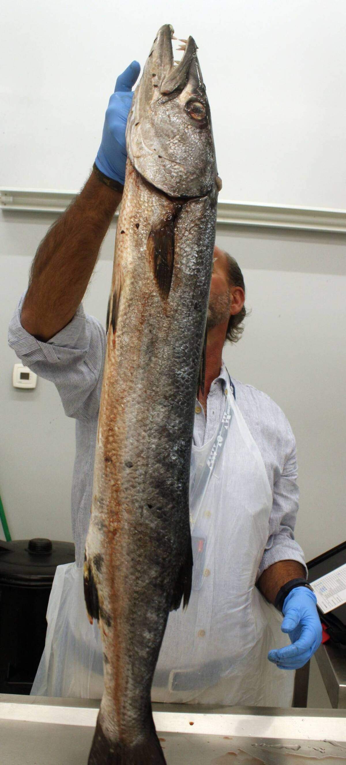 La primera gran barracuda capturada en las Azores. Foto de LBarcelos_ABG