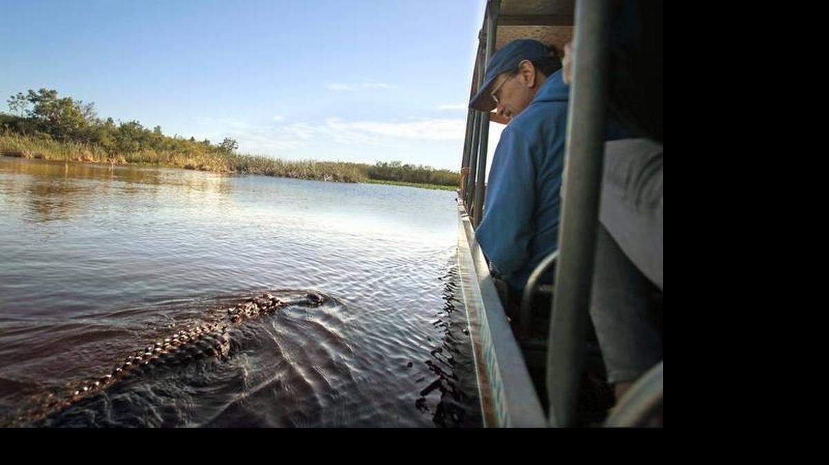 Pasajeros a bordo del bote de aire ‘Stump Thumper’, encuentran a un cocodrilo de siete pies durante su paseo por los Everglades.
