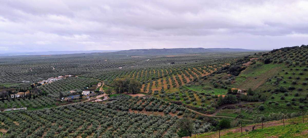 Cultivo de olivos en la provincia de Jaén, una de las regiones de España que produce el mejor aceite de oliva.