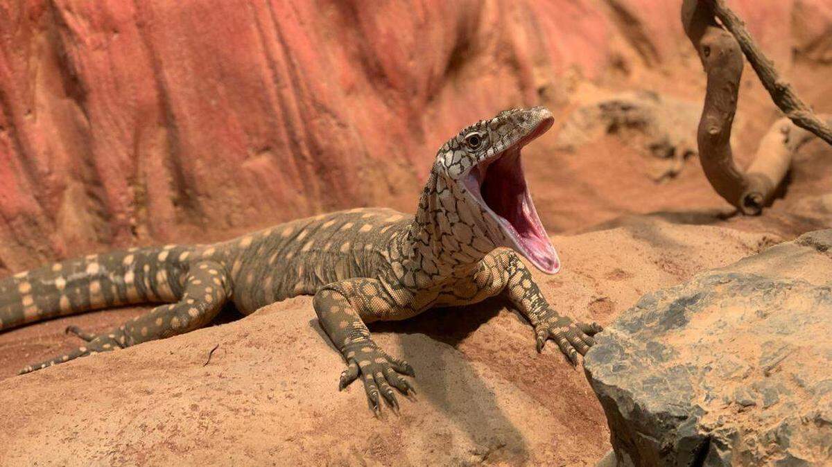 Lagarto varano del Nilo agresivo sobre una roca seca.