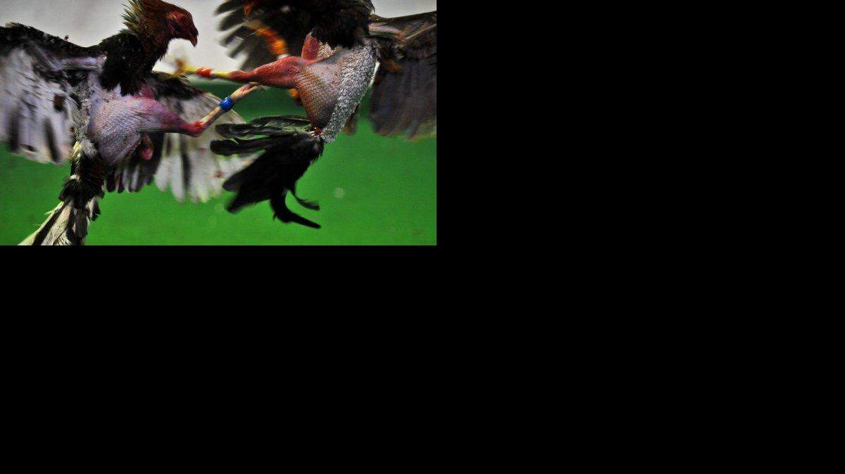 Las autoridades encontraron 123 gallos y gallinas el lunes en una casa de Winter Haven.