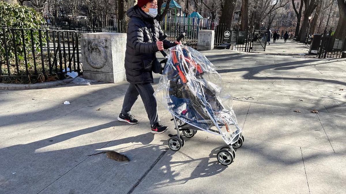 Una rata muerta yace en la acera frente a Seward Park en Nueva York el 3 de febrero de 2023. En noviembre, el alcalde Eric Adams firmó una ley conocida como el Plan de Acción contra las Ratas.