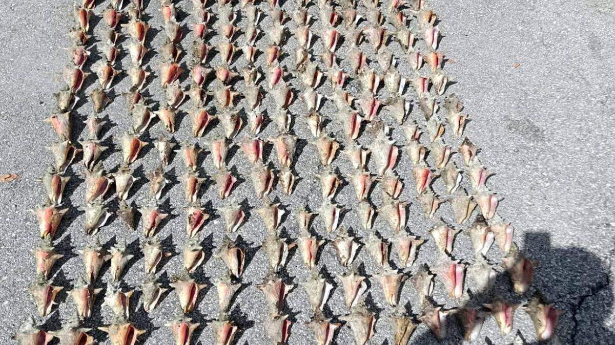 Los investigadores encontraron 291 conchas vacías de caracol rosado que, según afirman, fueron extraídas ilegalmente entre el 7 y el 10 de julio de 2025 en los Cayos de la Florida.