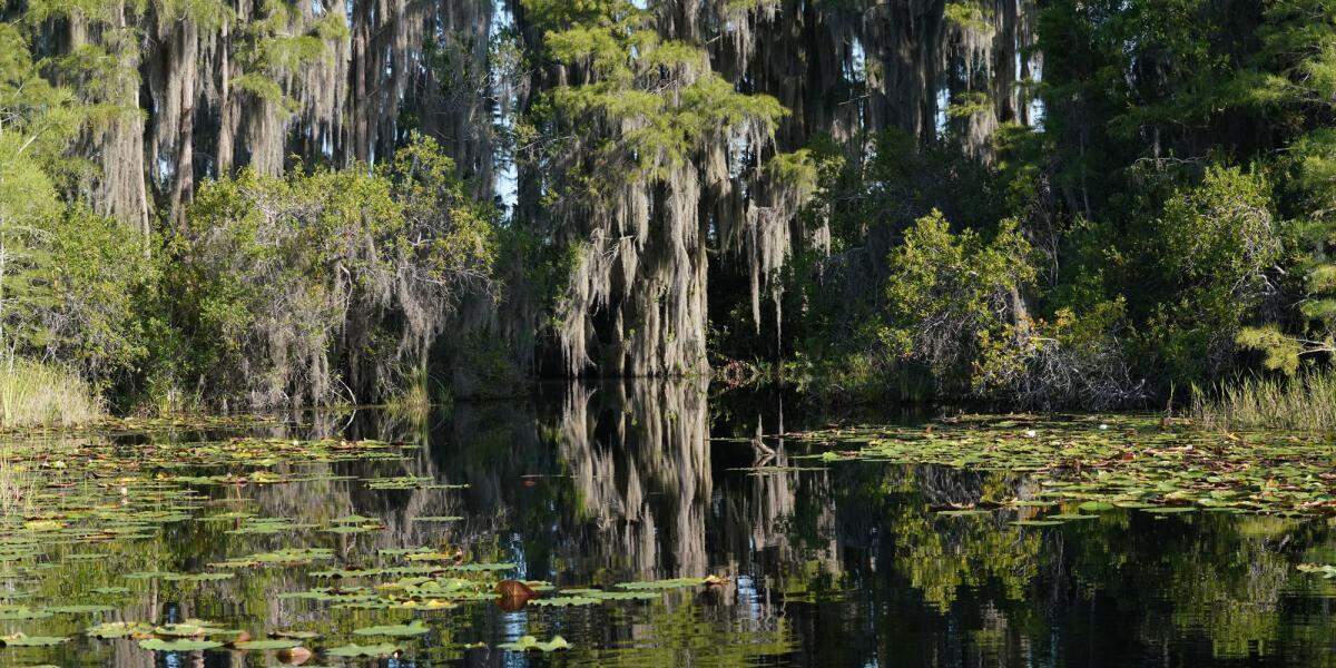 Abarcando un área superior a 162,000 hectáreas entre los estados de Georgia y Florida, este pantano es una de las siete ‘propiedades naturales’ candidatas a entrar este año en el listado, y la única en Estados Unidos.