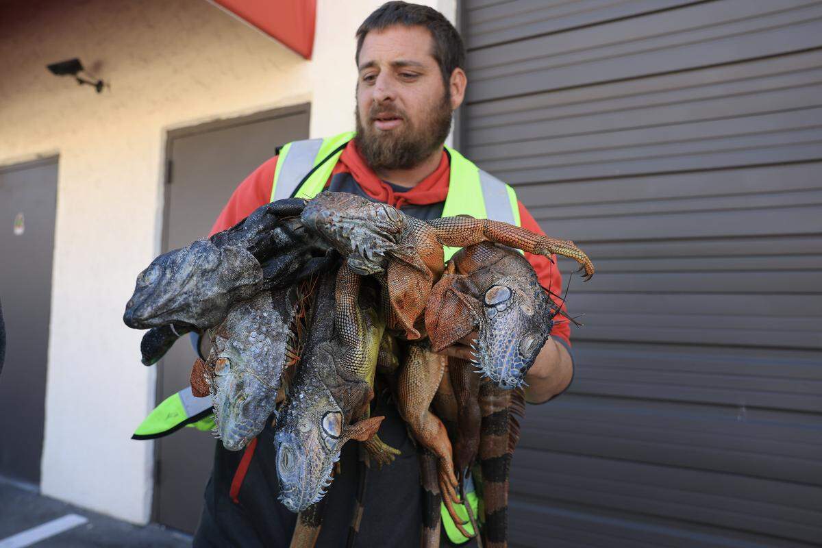 Andrew Baron, a trapper with Redline Iguana Removal, unloads cold-stunned and dead green iguanas from the back of a truck after collecting them during a cold snap on Feb. 2, 2026, in Hollywood, Florida.