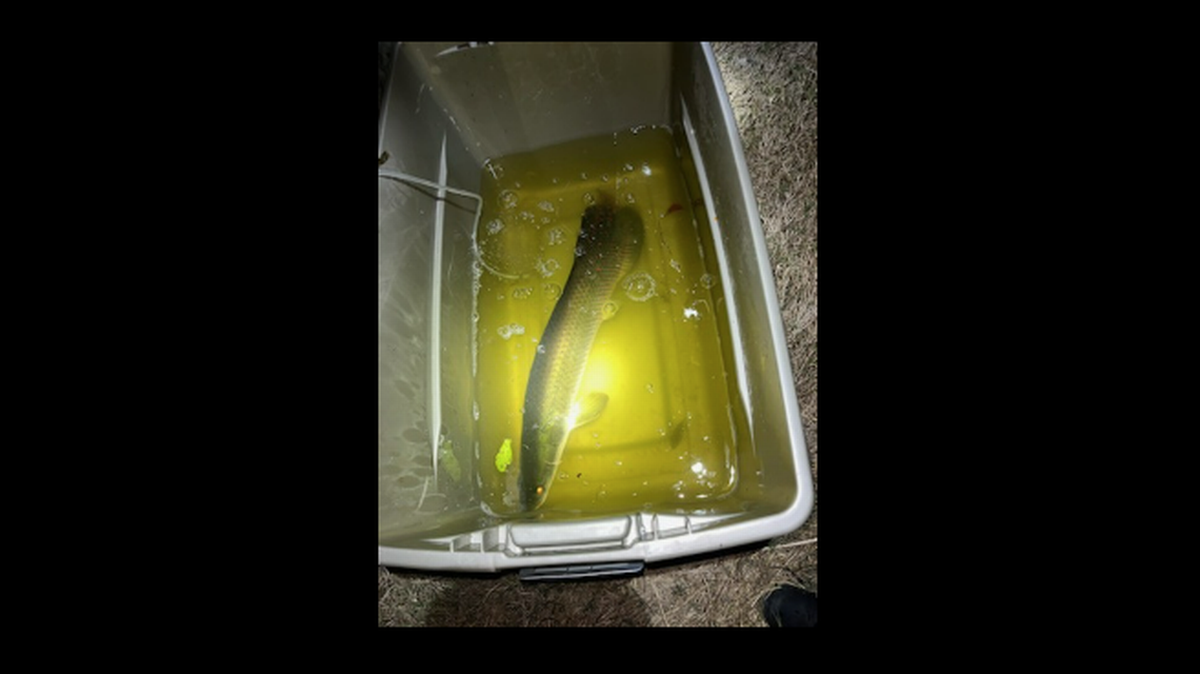 El arapaima es “una de las especies más grandes de peces de agua dulces, con tamaños que pueden alcanzar 14 pies y 440 libras”, dijo la Comisión de Pesca y Conservación de la Vida Silvestre de la Florida (FWC). 