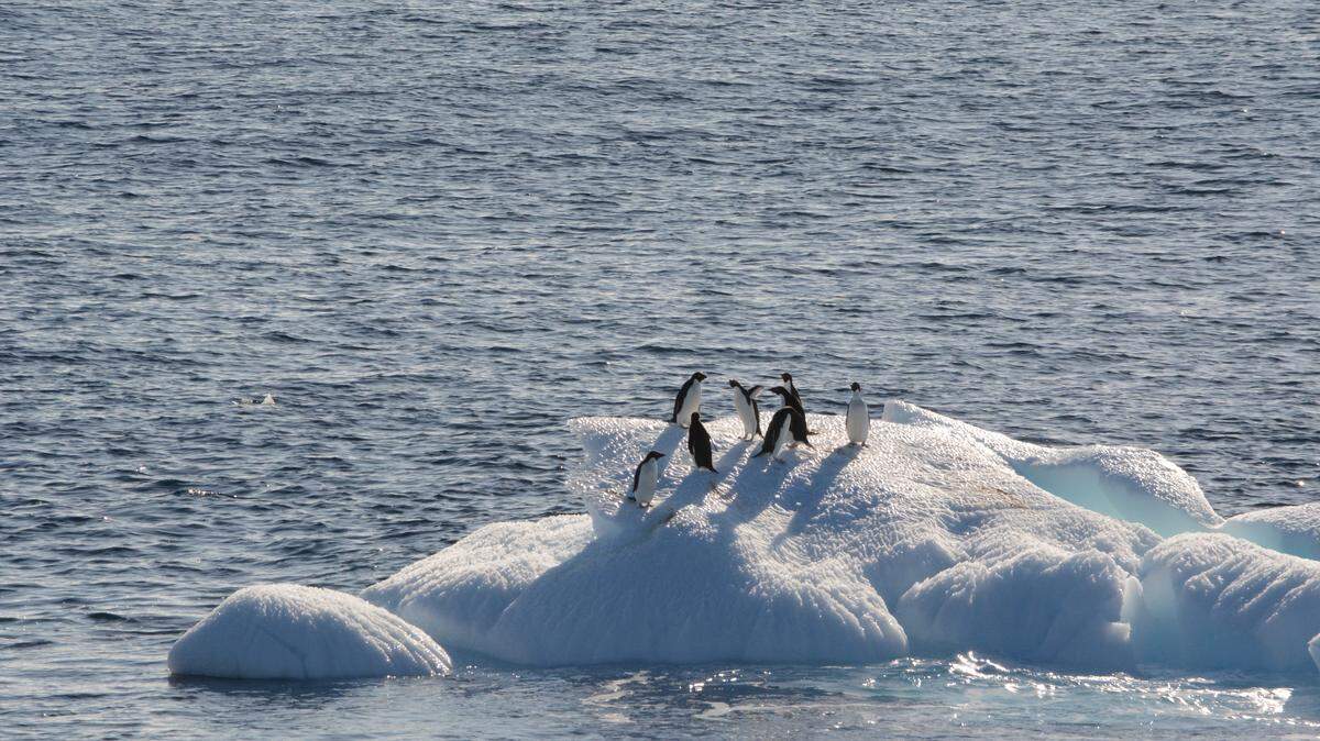 Pingüinos de Adelia cerca a la isla Paulet, en la Antártida.