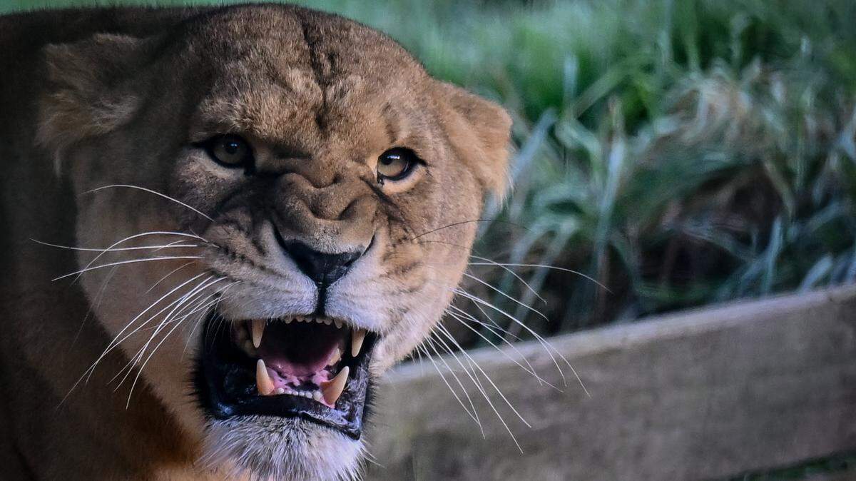 A West African lioness stands in its enclosure at Cerza Zoo, in Lisieux, northwestern France, on October 17, 2025. Three West African lionesses were born in August 2025 at Cerza Zoo, as part of the European Endangered Species Programmes (EEP). In the wild, there are believed to be only 1,700 North African lions left. The IUCN - International Union for Conservation of Nature - had already placed African lions at the "Vulnerable" level on the Red List of Endangered Species in 2004, and revised the situation in 2015 for West African lions, distinguishing them with a special category to classify them as "critically endangered". (Photo by LOU BENOIST / AFP) (Photo by LOU BENOIST/AFP via Getty Images)