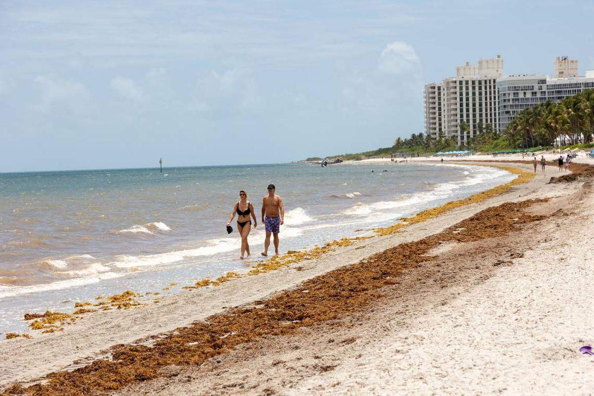 Gran cantidad de sargazo llegó a Key Biscayne el 24 de abril de 2025.