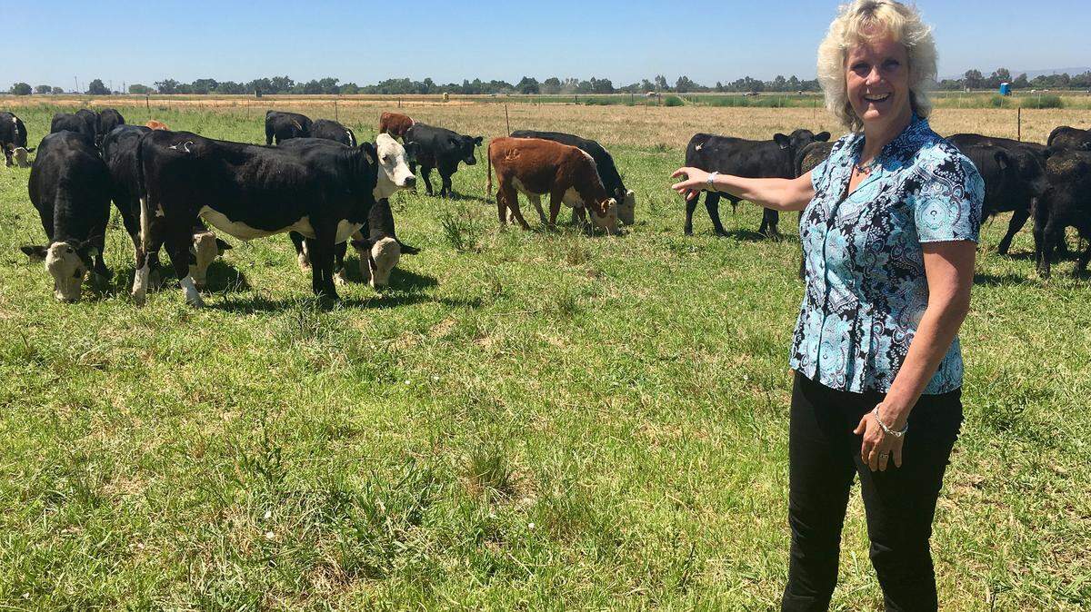 El año pasado, un toro con genes editados por Recombinetics para no tener cuernos fue el padre de varias terneras. Todas nacieron sin cuernos, como se esperaba. En la foto Alison Van Eenennaam, genetista de animales de la University of California, señala un grupo de vacas que no tienen cuernos.