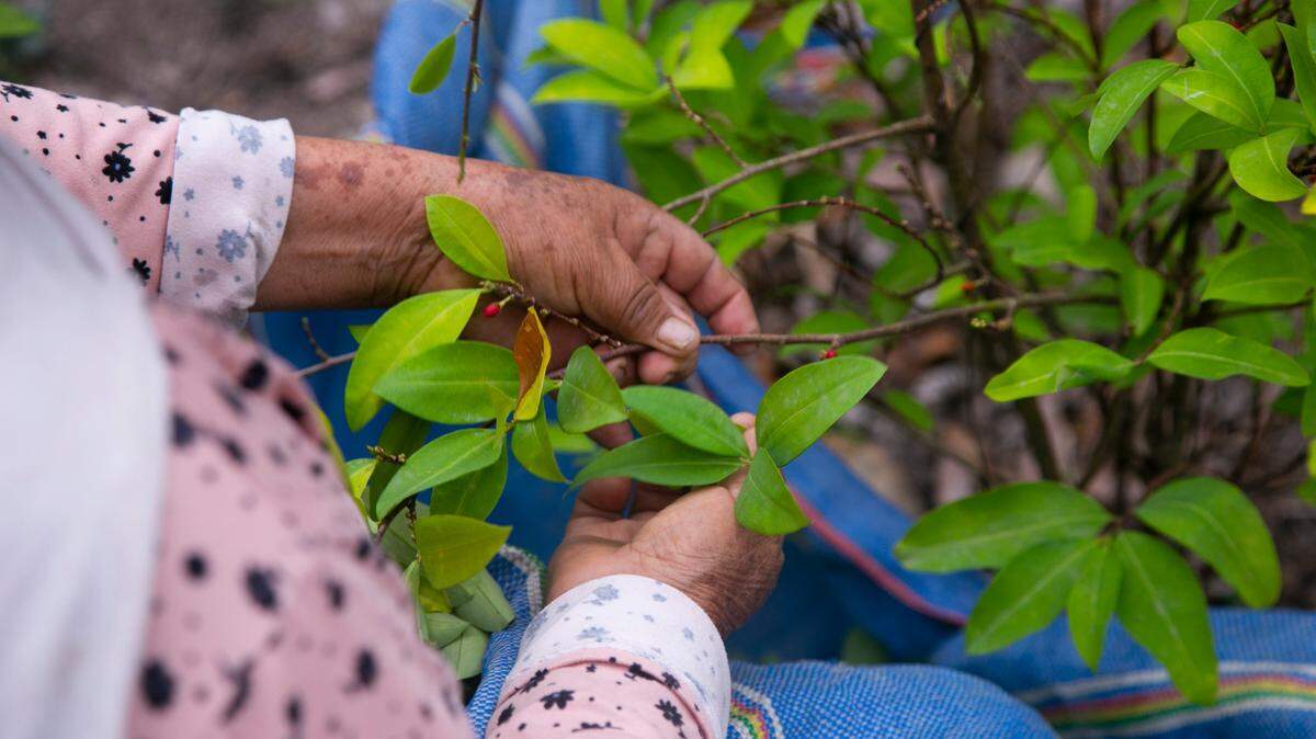 El mandatario colombiano Gustavo Petro insiste en que los campesinos e indígenas que siembran la hoja de coca son víctimas de los grandes narcotraficantes.
