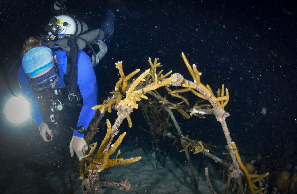 Alex Neufeld, gerente del Programa Científico, señala una rama de coral cuerno de ciervo en desove durante el evento anual de desove de corales, el martes 12 de agosto de 2025, en Spawning Alley, un vivero administrado por la Fundación para la Restauración de Corales en la costa de Cayo Largo, Florida. Los óvulos y espermatozoides se dirigen hacia la parte superior del pólipo para ser liberados en la columna de agua y aparearse, también conocido como desove. 