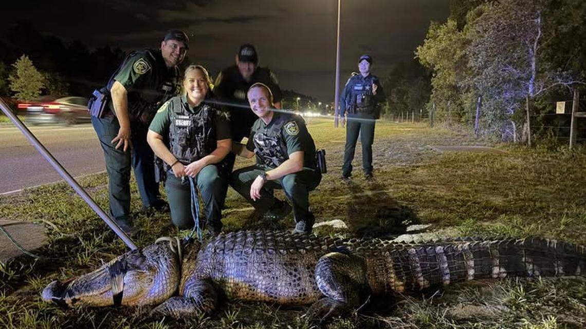 Los agentes creyeron que tendrían que lidiar con un caimán de unos cinco pies de largo el viernes 24 de abril de 2026 en una zona residencial del Condado Orange, en el centro del estado.