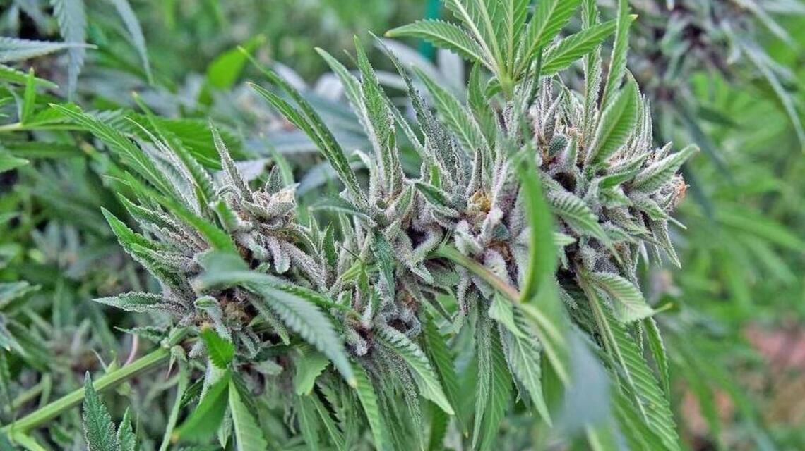 Más de la mitad de los votantes de Miami-Dade se opusieron a la marihuana recreativa. ¿Por qué?