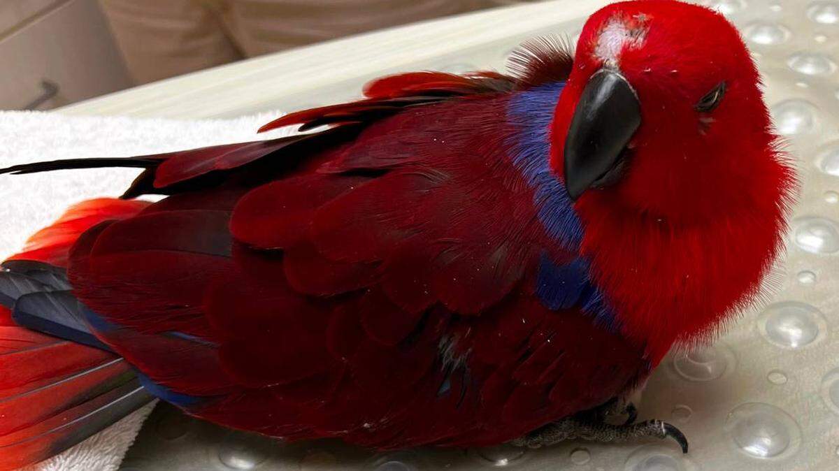 Piper el loro se le robó a su dueña en junio de 2022, y regresó a casa varios huesos fracturados y otras lesiones. La policía arrestó a un hombre de 40 años de los Cayos de la Florida por el delito.