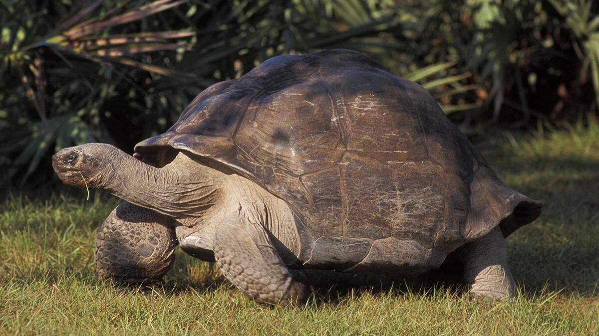 Fotografía cedida por el Zoológico de Miami donde aparece la tortuga gigante de las Galápagos ‘Goliat’ paseando en su hábitat natural en la sede del Zoo en Miami, Florida. La tortuga de las Galápagos ‘Goliat’, el animal más longevo del Zoológico de Miami, celebrará doblemente el Día del Padre al cumplir su 134 aniversario y convertirse en padre por primera vez, anunció este viernes el zoológico. EFE/Ron Magill/Zoológico de Miami