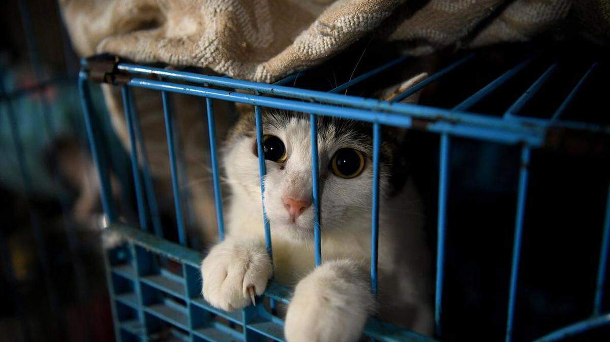 Esta foto tomada el 29 de noviembre de 2020 muestra a un gato rescatado en un hogar para perros y otros animales rescatados en Chongqing, suroeste de China.