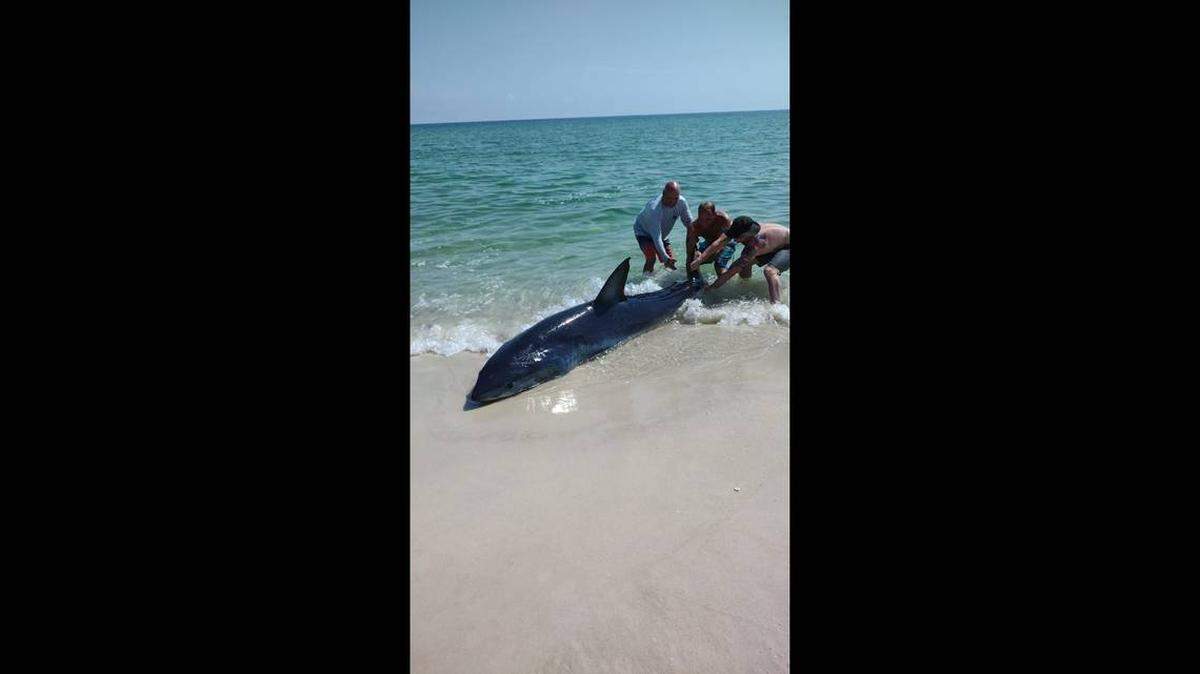 El grupo ayudó a hacer entrar al agua al tiburón.