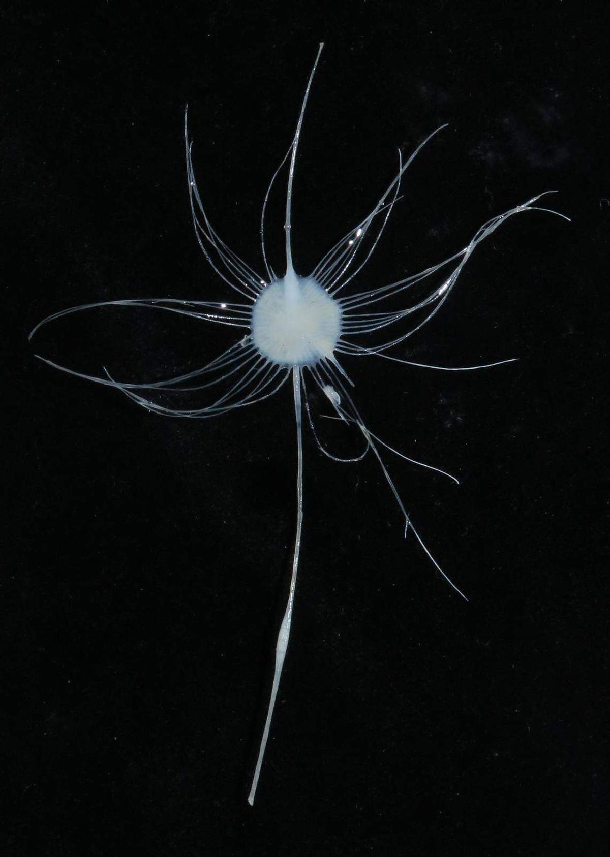 En la foto una esponja Axoniderma wanda.