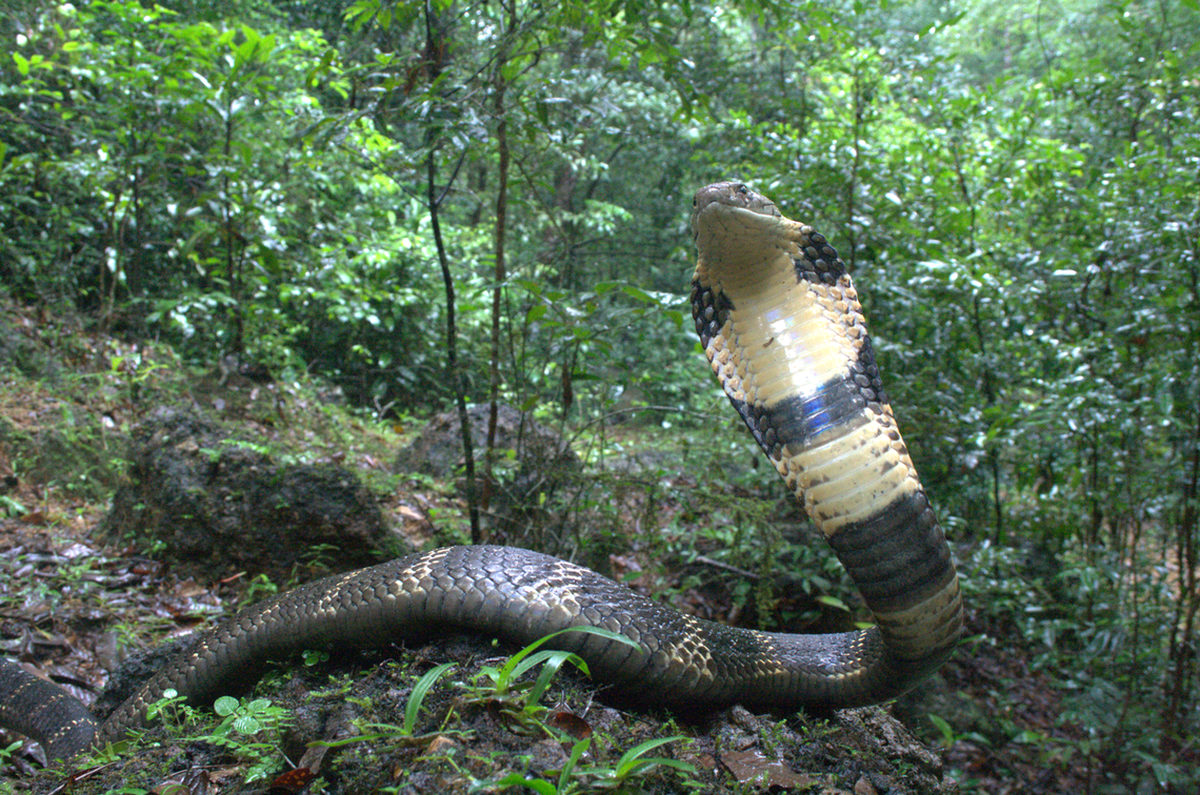 Una Ophiophagus kaalinga, o cobra real de los Ghats occidentales. Foto de P. Gowri Shankar.